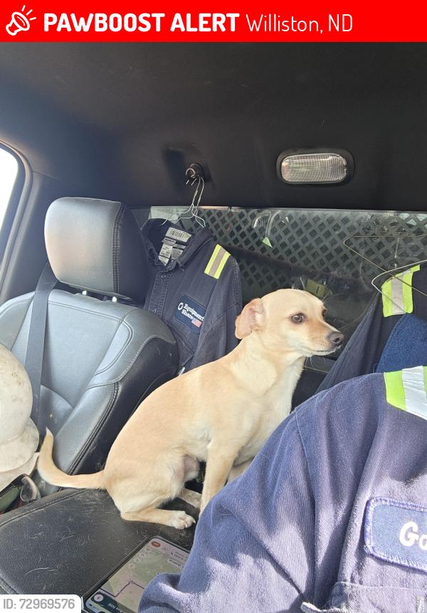 Lost Female Dog last seen Near 18th Street W, Williston, ND 58801