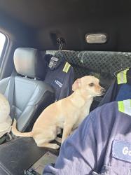 Lost Female Dog last seen Near 18th Street W, Williston, ND 58801