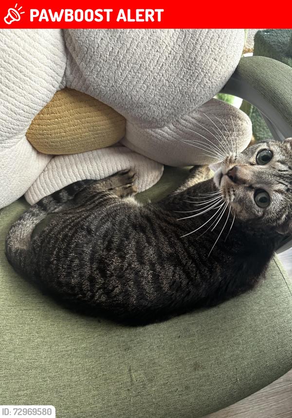 Lost Male Cat last seen Briar Bay, West Palm Beach, FL 33401