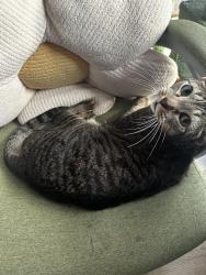 Lost Male Cat last seen Briar Bay, West Palm Beach, FL 33401