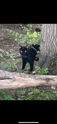 Reunited Male Cat last seen Near Lexington plaza west Des Moines Iowa 50220, West Des Moines, IA 50266