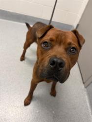 Shelter Stray Male Dog last seen Near , 2600 S Harding St, Indianapolis, IN 46221, USA