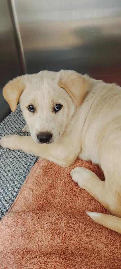Shelter Stray Female Dog last seen , San Pedro, CA 90731