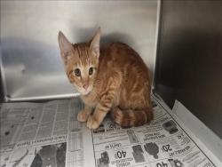 Shelter Stray Male Cat last seen , Los Angeles, CA 90025