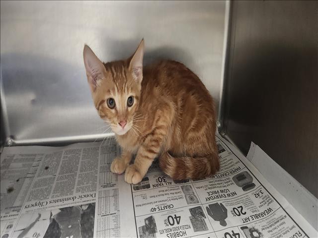 Shelter Stray Male Cat last seen , Los Angeles, CA 90025