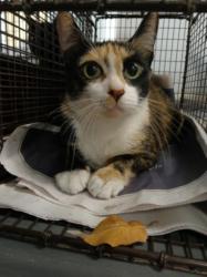 Shelter Stray Female Cat last seen , Chatsworth, CA 91311