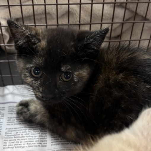 Shelter Stray Female Cat last seen , Chatsworth, CA 91311