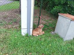 Shelter Stray Female Dog last seen Near BLOCK NE 38 ST, OAKLAND PARK FL 33334, Davie, FL 33312