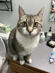 Lost Male Cat last seen Meridian Riding Club, Puyallup, WA 98374