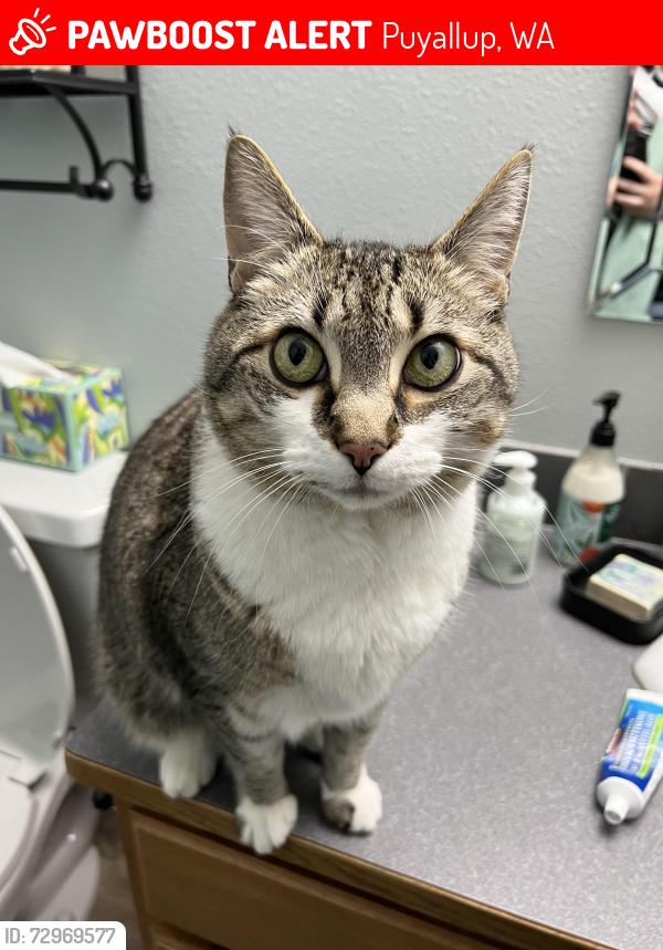 Lost Male Cat last seen Meridian Riding Club, Puyallup, WA 98374
