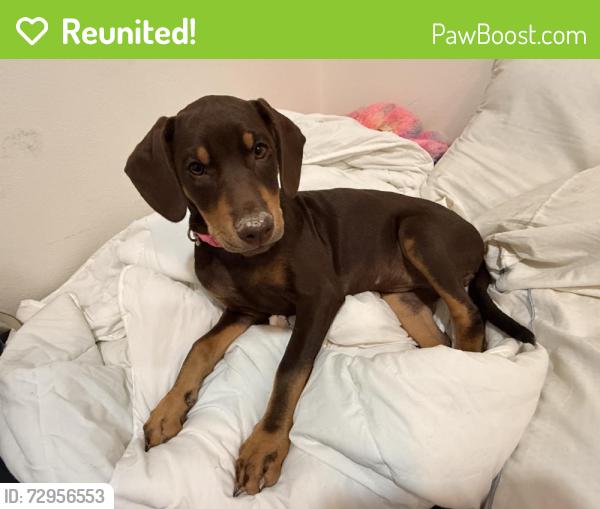 Reunited Female Dog last seen Near Jay Ct, McAllen, TX 78504, USA, McAllen, TX 78504