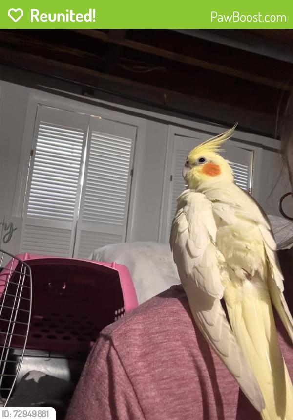 Reunited Unknown Bird last seen Winton Rd, East Brunswick, NJ 08816