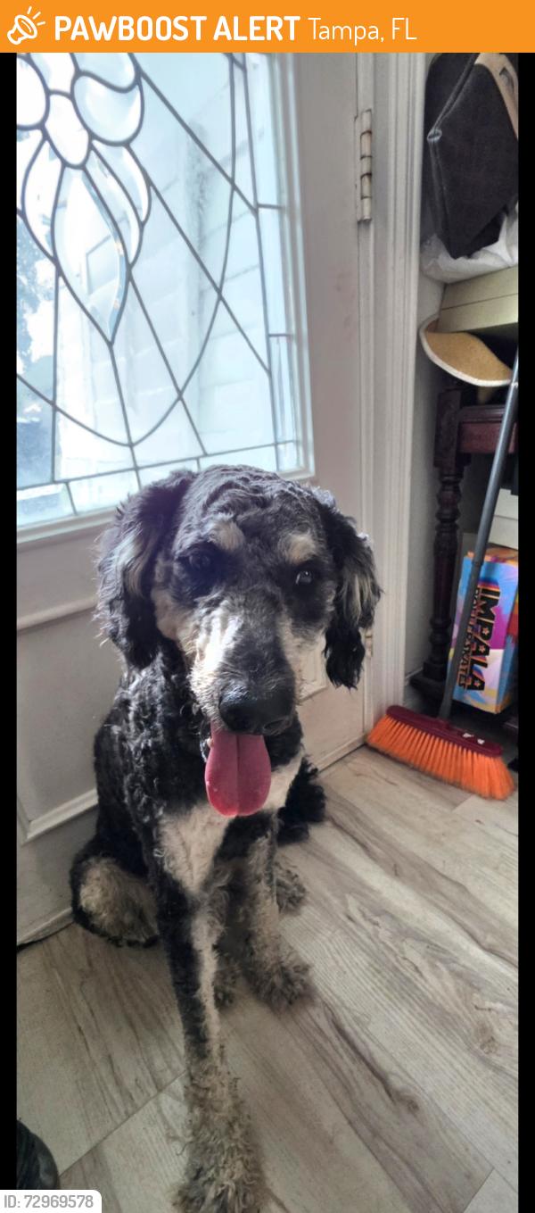 Found/Stray Male Dog last seen N brooks st and E Seward st, Tampa, FL 33604