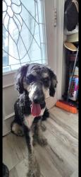 Found/Stray Male Dog last seen N brooks st and E Seward st, Tampa, FL 33604