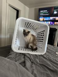 Lost Female Cat last seen Desert Canyons Sundivision, St. George, UT 84790