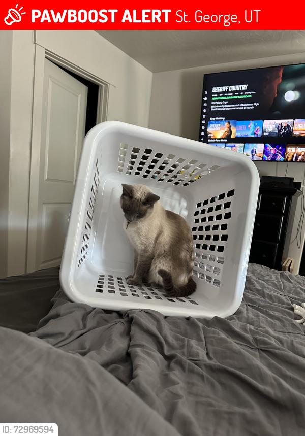Lost Female Cat last seen Desert Canyons Sundivision, St. George, UT 84790