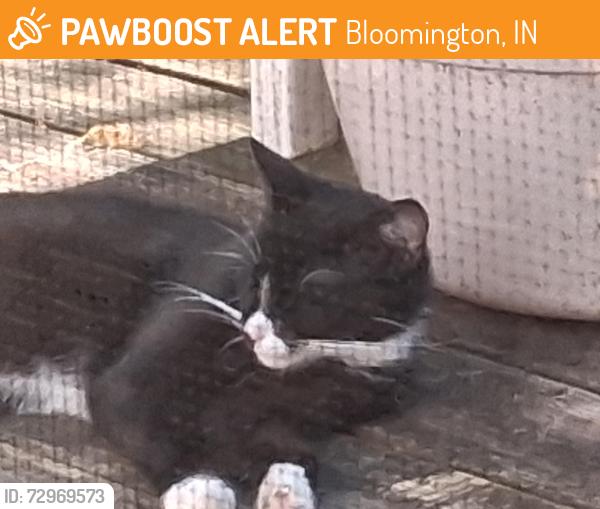 Found/Stray Unknown Cat last seen Hillsdale and 5th, Bloomington, IN 47408