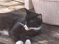 Found/Stray Unknown Cat last seen Hillsdale and 5th, Bloomington, IN 47408