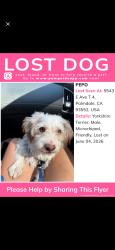 Lost Male Dog last seen Pearblossom hwy, Palmdale, CA 93552