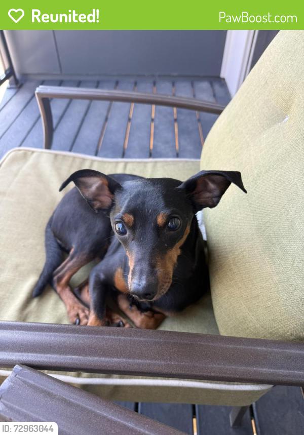 Reunited Male Dog last seen Near white pine drive , Wisconsin Rapids, WI 54494