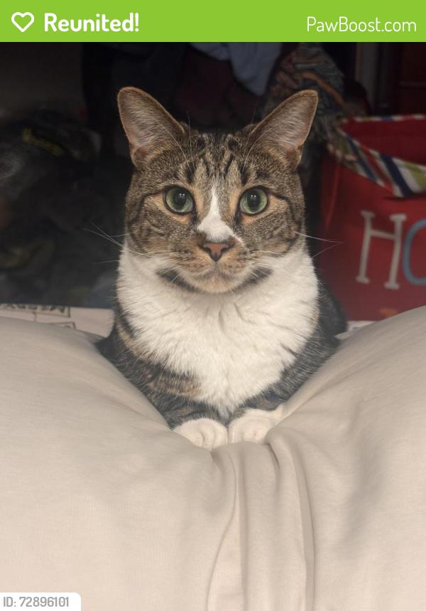 Reunited Female Cat last seen McCabe Lane, in the woods , Saylorsburg, PA 18353