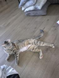 Reunited Female Cat last seen Molly drive, Carson City, NV 89706