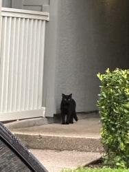 Found/Stray Unknown Cat last seen Near the 6061 sign, Dallas, TX 75206