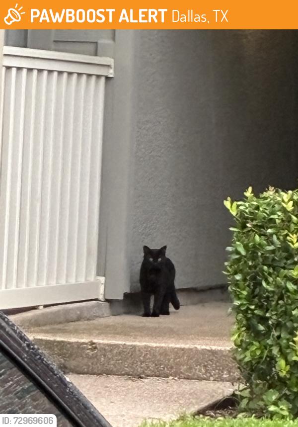 Found/Stray Unknown Cat last seen Near the 6061 sign, Dallas, TX 75206