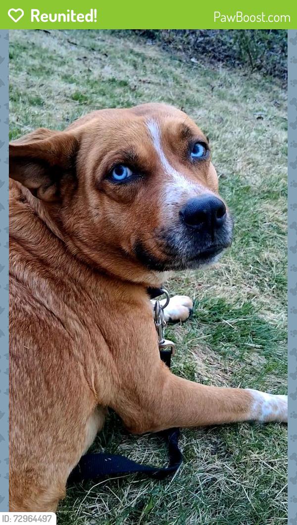 Reunited Unknown Dog last seen Colts park, Hartford, CT 06114