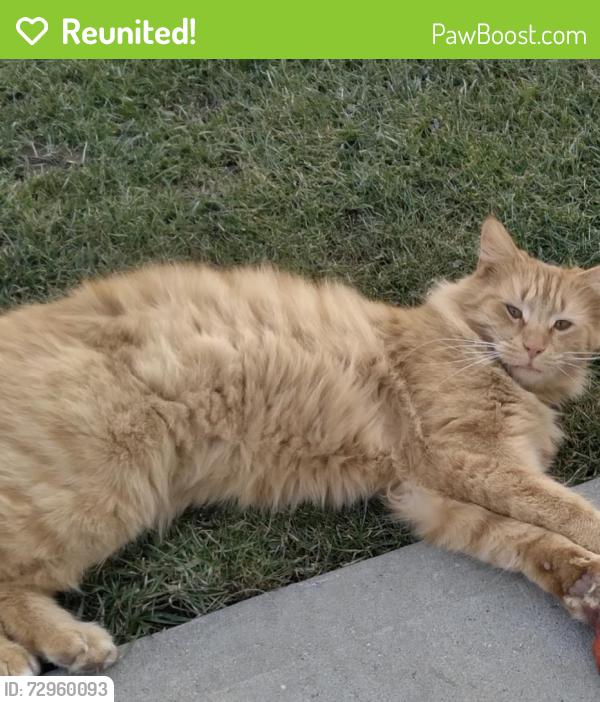 Reunited Male Cat last seen Maple st, Muse, PA 15350