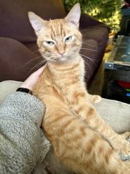 Lost Male Cat last seen 41st 145th, Tulsa, OK 74134