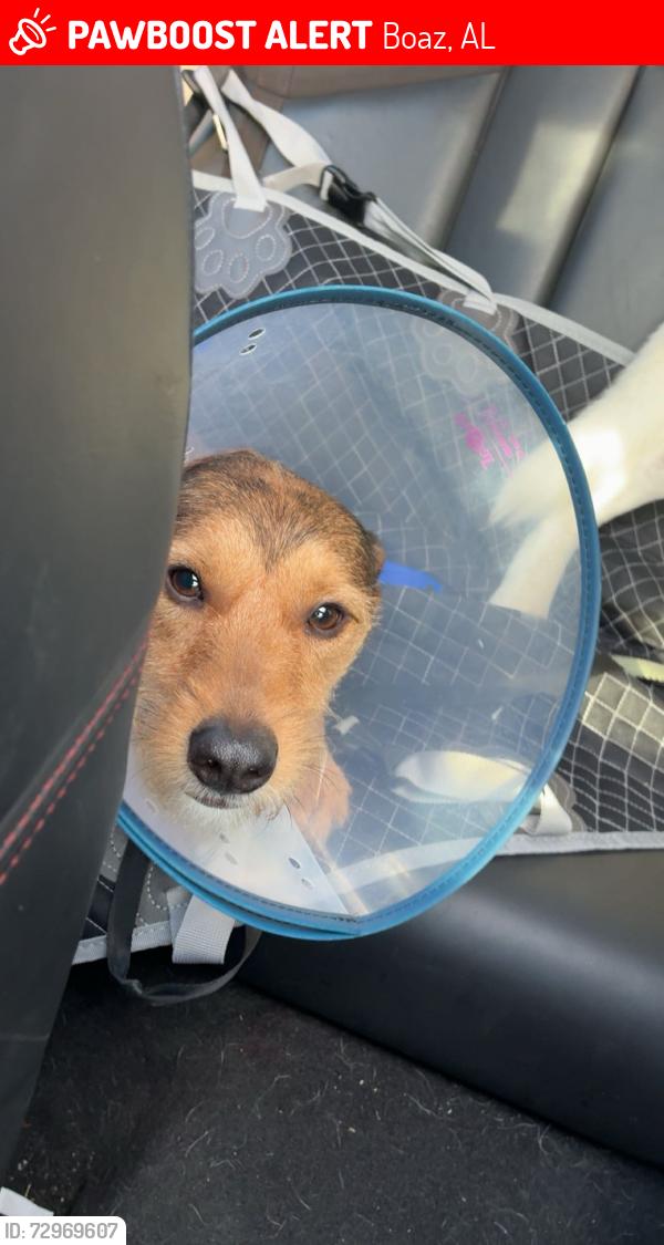 Lost Male Dog last seen Near way express, Boaz, AL 35956