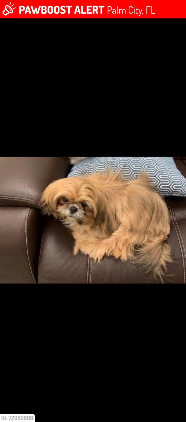 Lost Male Dog last seen Boat ramp and sw Martin hwy, Palm City, FL 34990