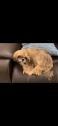 Lost Male Dog last seen Boat ramp and sw Martin hwy, Palm City, FL 34990