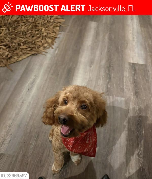 Lost Male Dog last seen Near Block of Mission Creek Lane and Mission Creek Court, Jacksonville, FL 32218