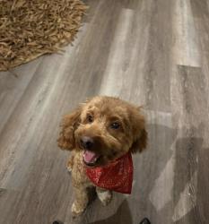 Lost Male Dog last seen Near Block of Mission Creek Lane and Mission Creek Court, Jacksonville, FL 32218