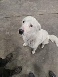 Found/Stray Male Dog last seen Thomas Hill park, Dallas, TX 75216