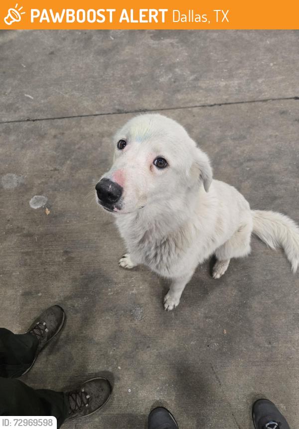 Found/Stray Male Dog last seen Thomas Hill park, Dallas, TX 75216