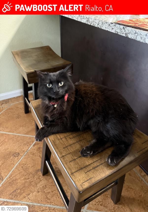 Lost Female Cat last seen west bohnert, casmalia, spruce, Rialto, CA 92377