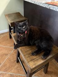 Lost Female Cat last seen west bohnert, casmalia, spruce, Rialto, CA 92377
