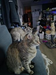 Reunited Female Cat last seen Near ne Willamette ave, Albany, OR 97321