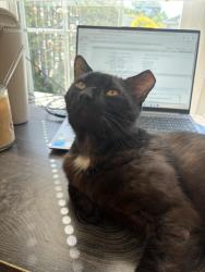 Found/Stray Male Cat last seen Hubert Dr, Rocky Point, Paul’s Place , Pender County, NC 28457