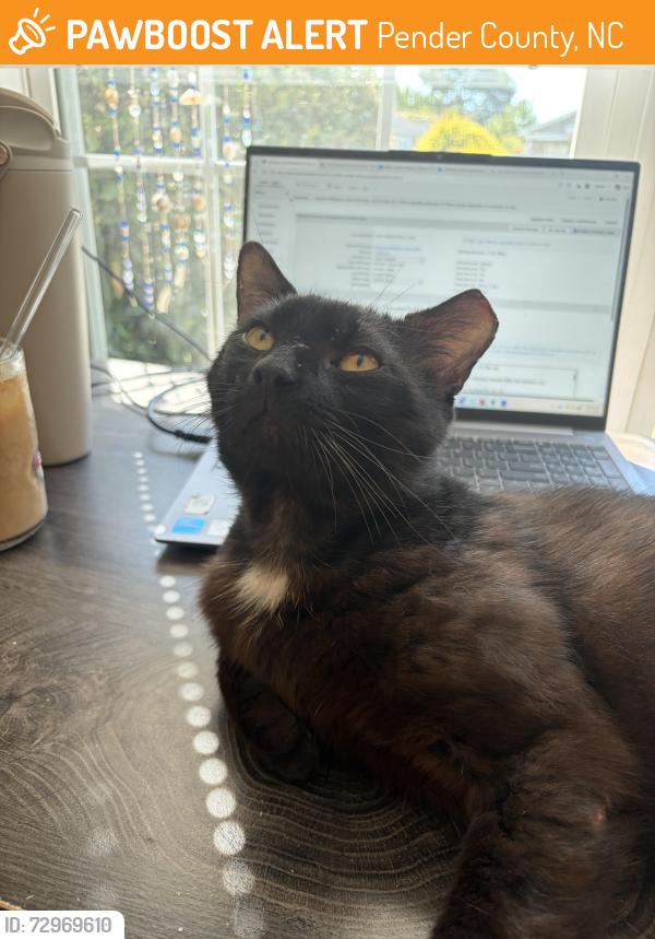 Found/Stray Male Cat last seen Hubert Dr, Rocky Point, Paul’s Place , Pender County, NC 28457