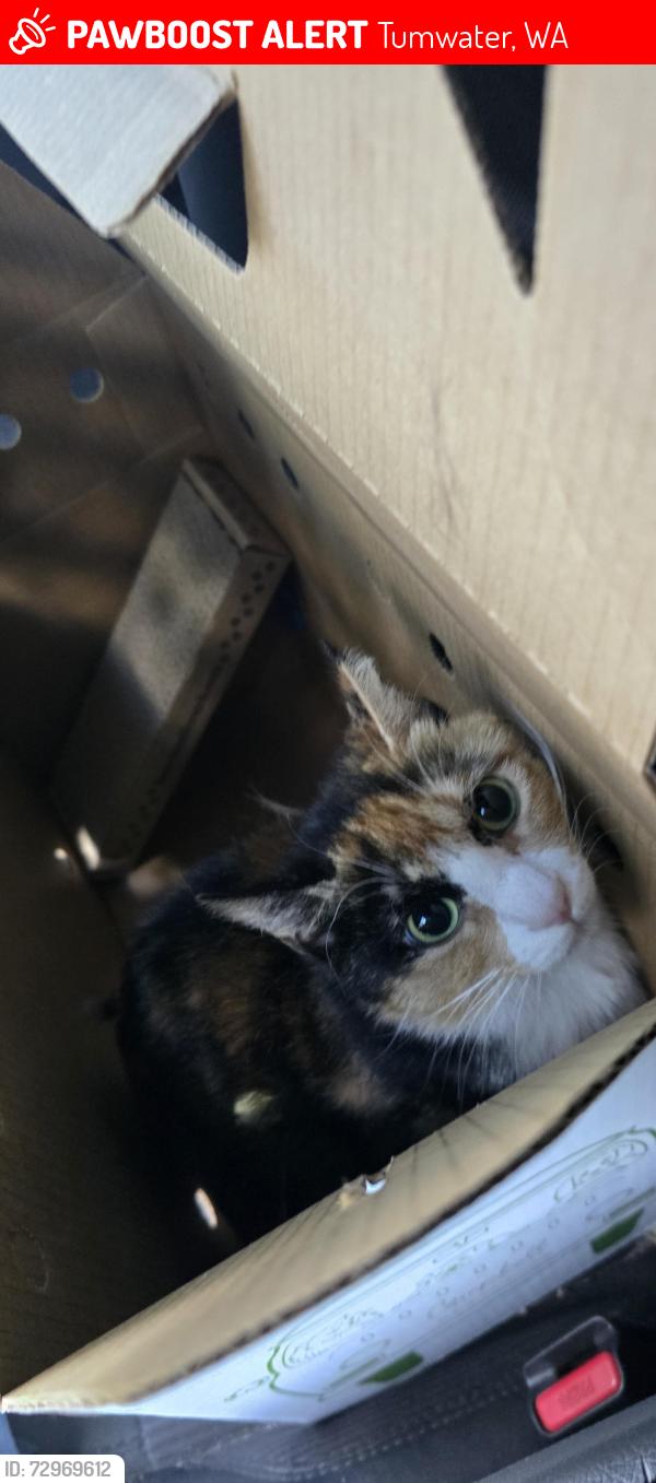 Lost Female Cat last seen Near littlerock rd sw. Tumwater , Tumwater, WA 98512