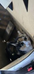 Lost Female Cat last seen Near littlerock rd sw. Tumwater , Tumwater, WA 98512