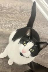 Lost Male Cat last seen Stafford tx 77477, Stafford, TX 77477