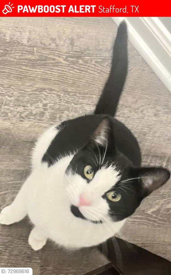 Lost Male Cat last seen Stafford tx 77477, Stafford, TX 77477