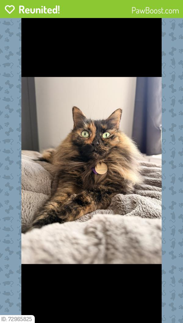 Reunited Female Cat last seen Walden apmts , Willington, CT 06279