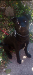 Lost Male Dog last seen Bye parvin rd, Kansas City, MO 64116