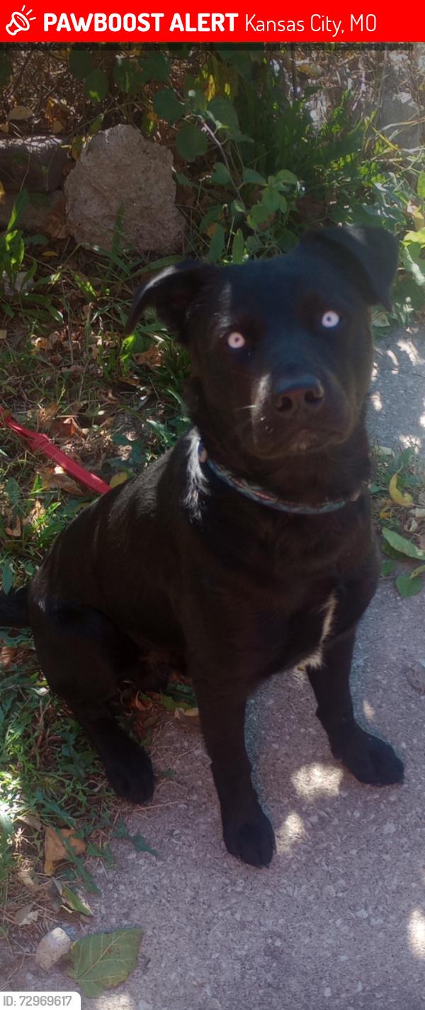 Lost Male Dog last seen Bye parvin rd, Kansas City, MO 64116
